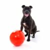 Fetch and Meow Product Image Thumbnail